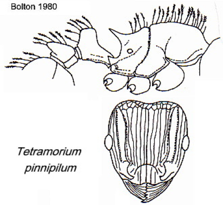 {Tetramorium pinnipilum}