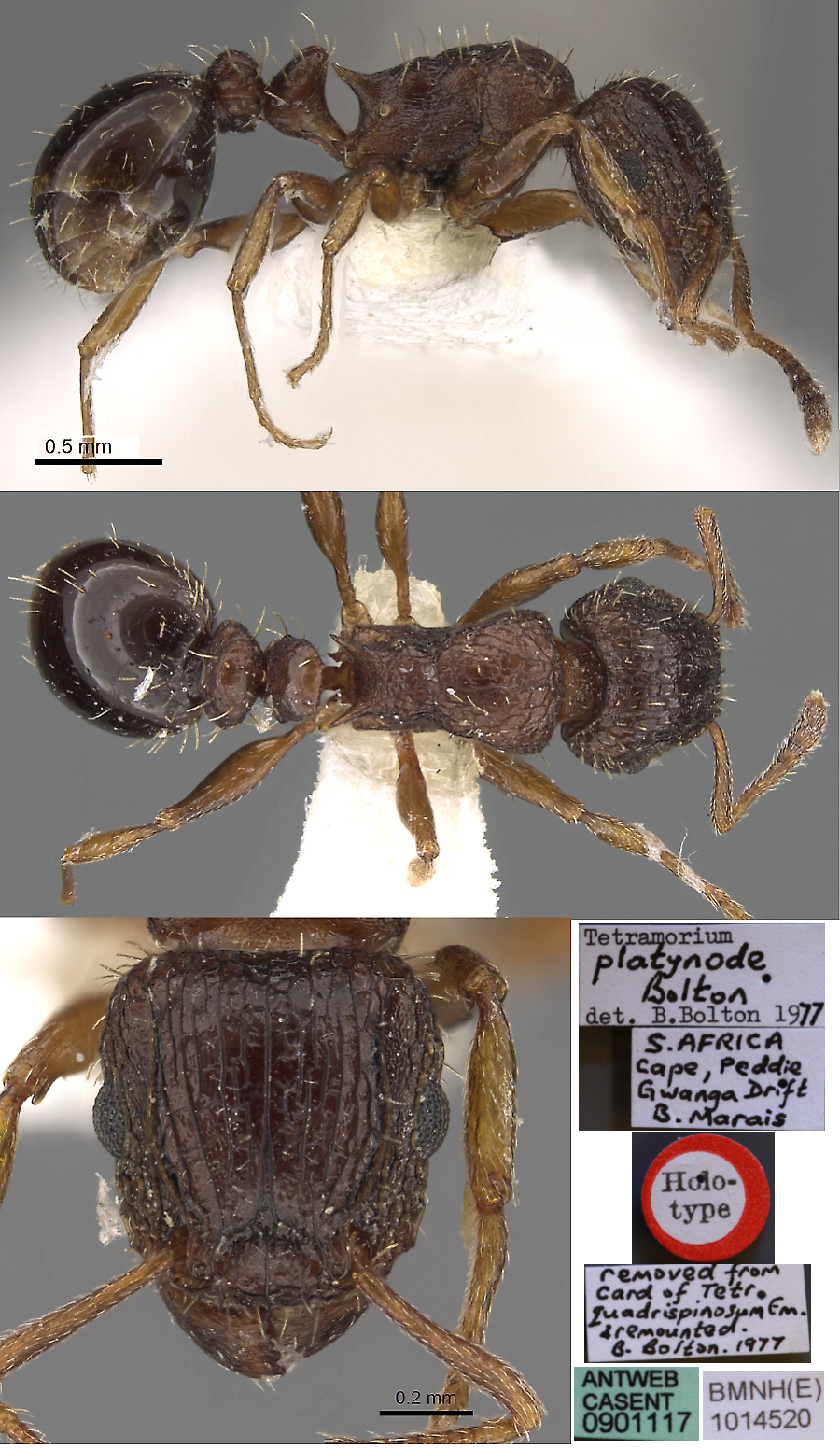 {Tetramorium platynode}