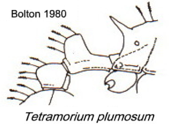 {Tetramorium plumosum}