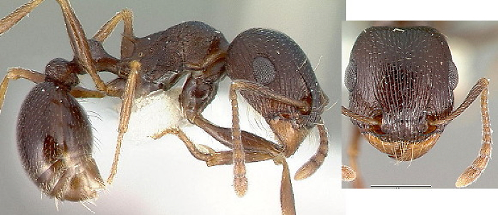 {Tetramorium pogonion}