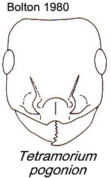 {Tetramorium pogonion}