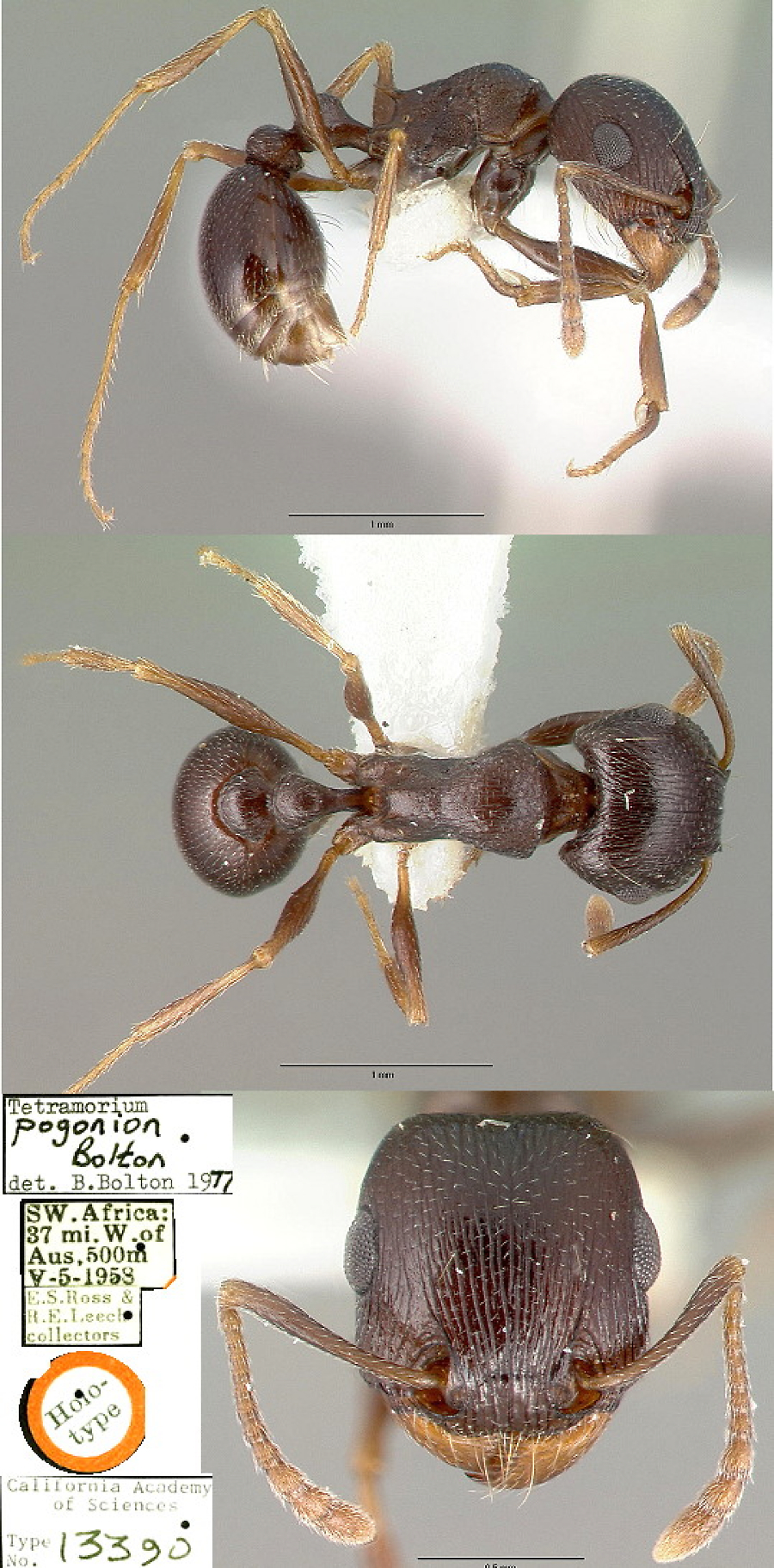 {Tetramorium pogonion}