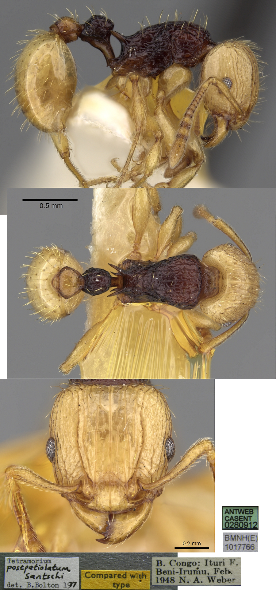 {Tetramorium postpetiolatum}