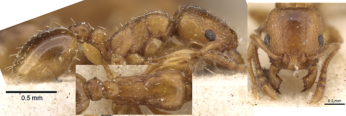 Tetramorium poweri