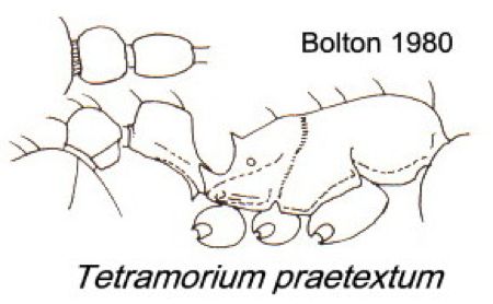 {Tetramorium praetextum}