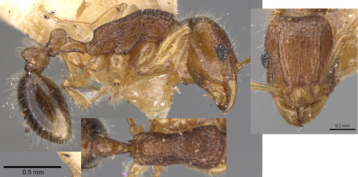 Tetramorium psymanum