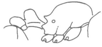 {Tetramorium pulcherrimum}