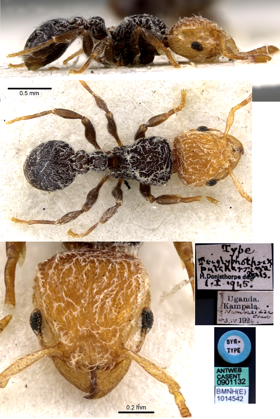 {Tetramorium pulcherrimum}