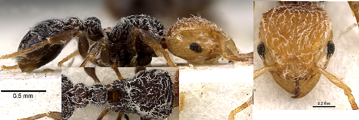 {Tetramorium pulcherrimum}