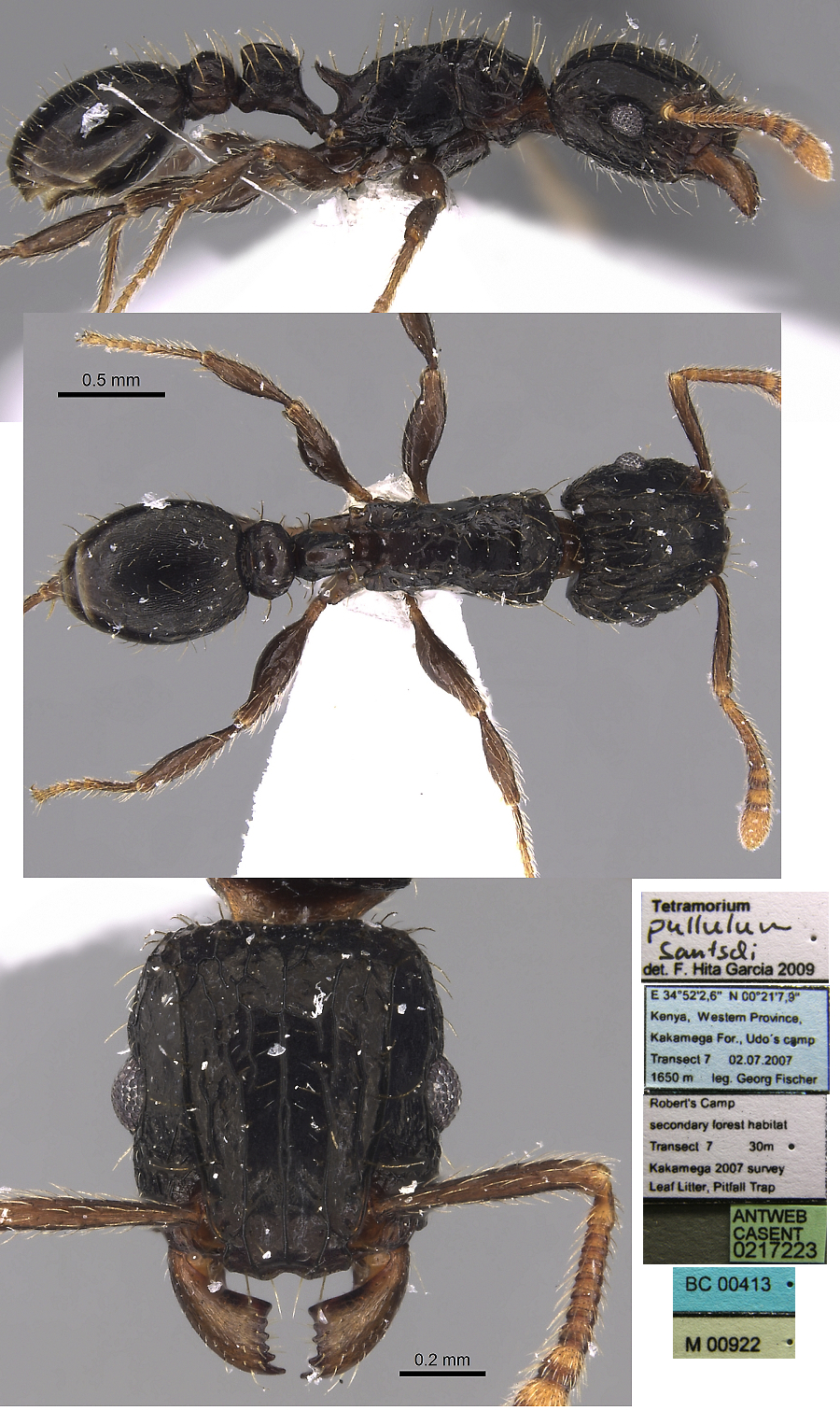 {Tetramorium pullulum}