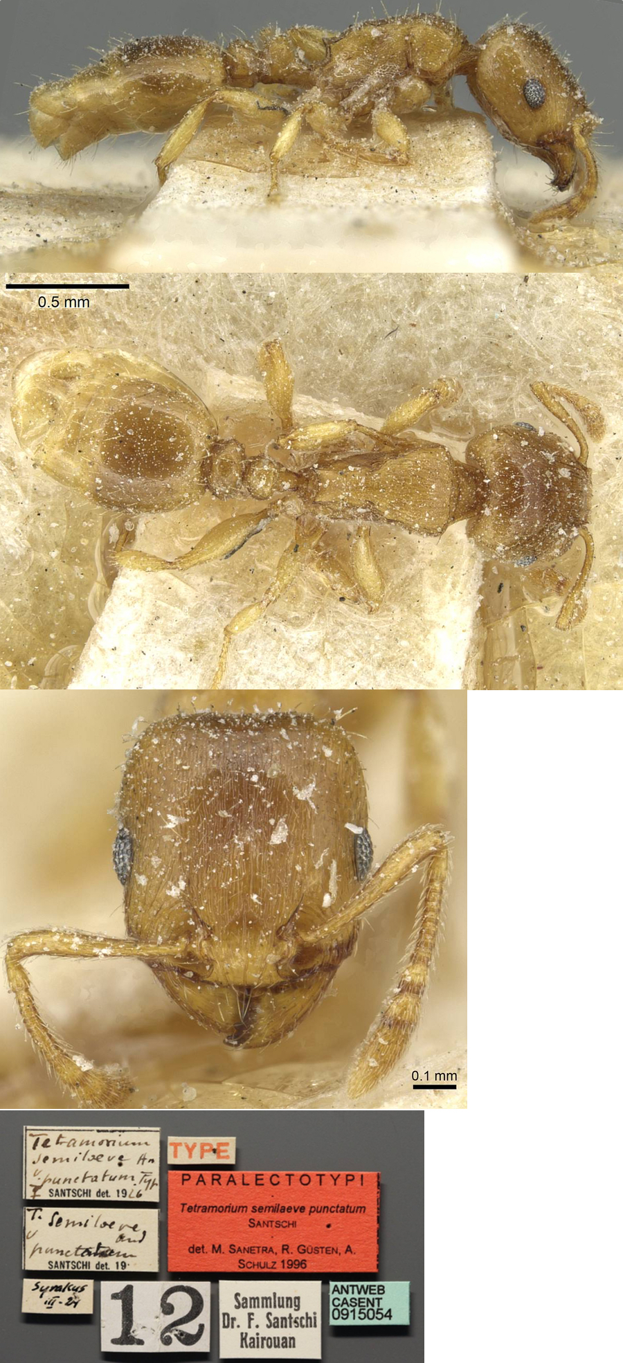 Tetramorium punctatum