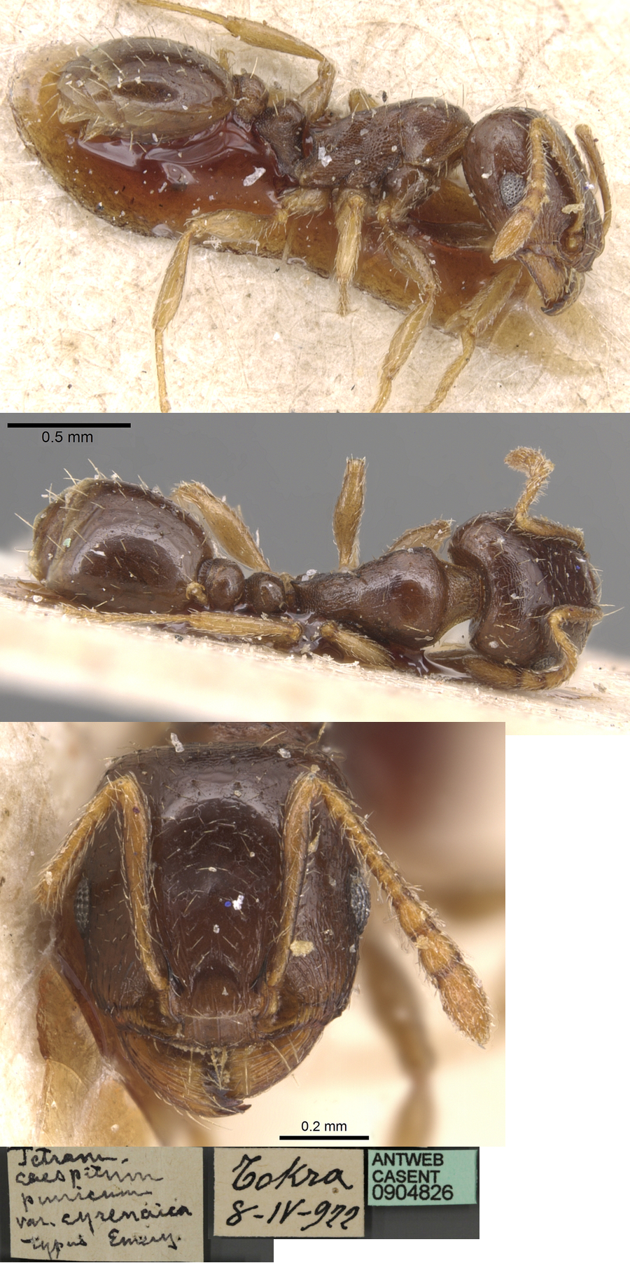 {Tetramorium punicum cyrenaicum}