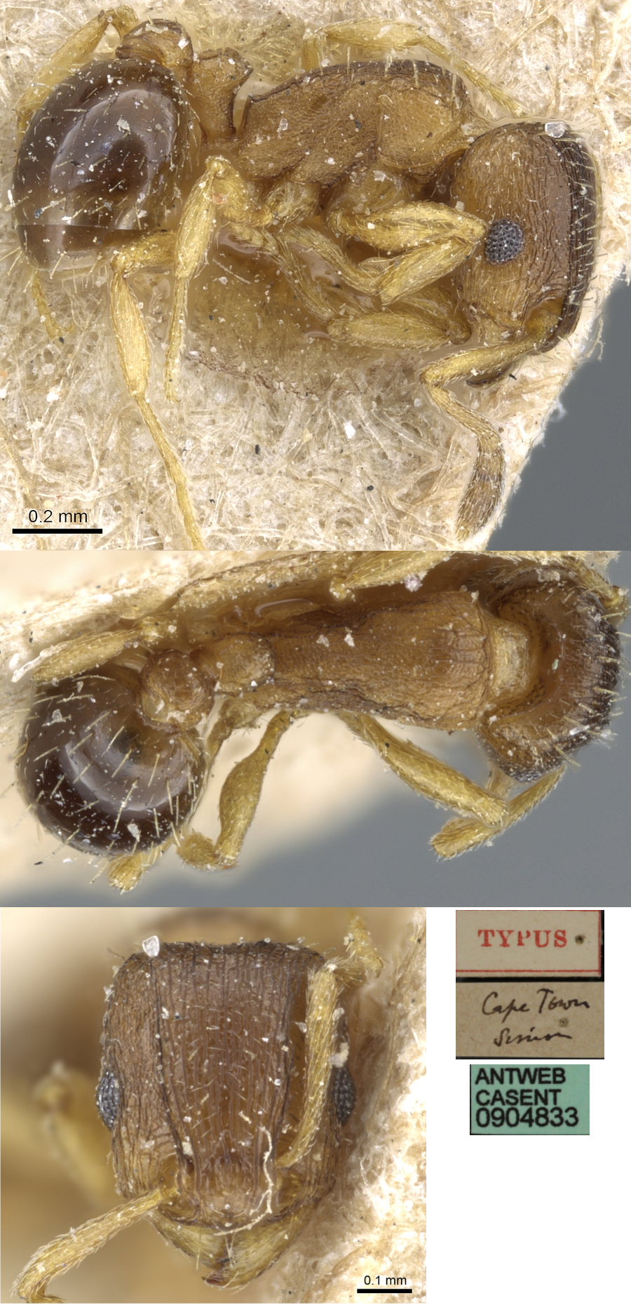 {Tetramorium pusillum}