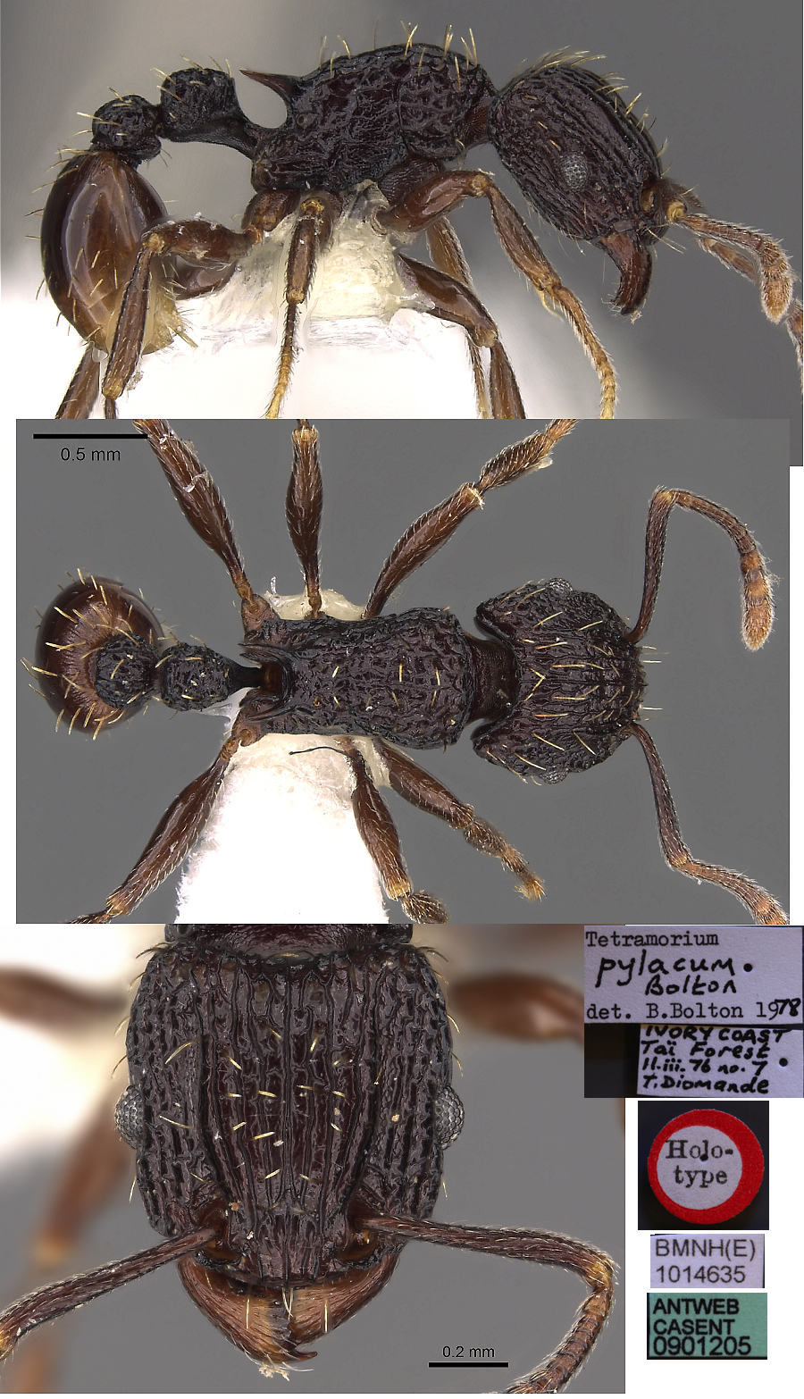 {Tetramorium pylacum}