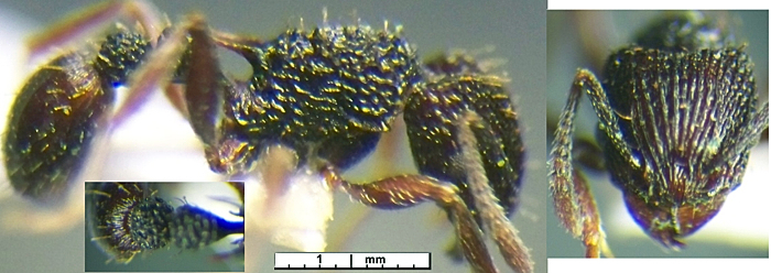 {Tetramorium pylacum}