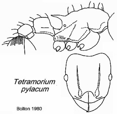 {Tetramorium pylacum}