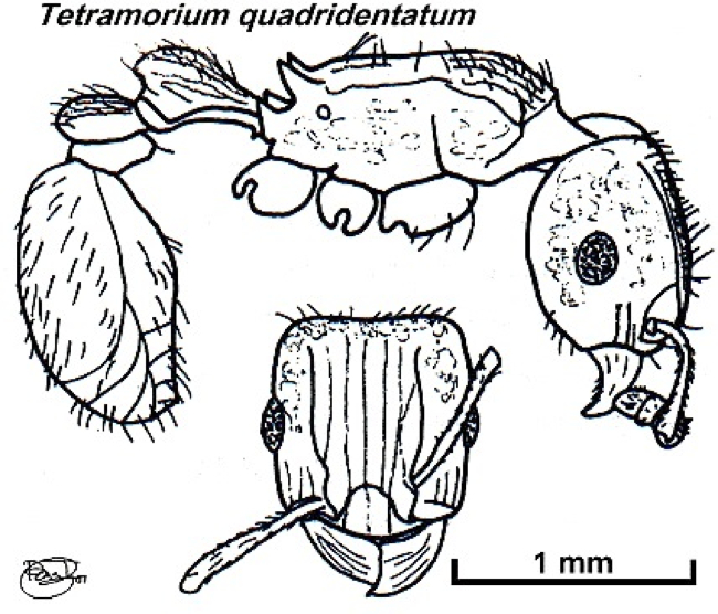 {Tetramorium quadridentatum}