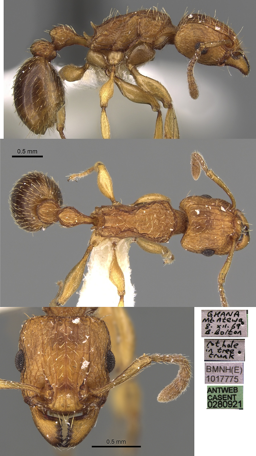 {Tetramorium quadridentatum}