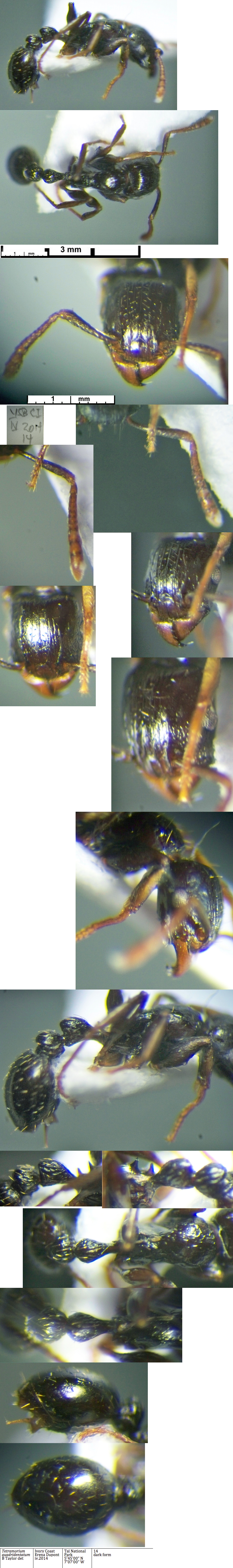 {Tetramorium quadridentatum}