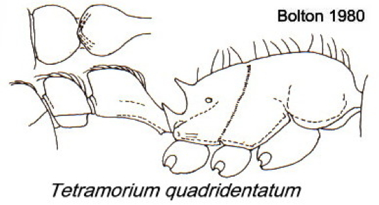 {Tetramorium quadridentatum}