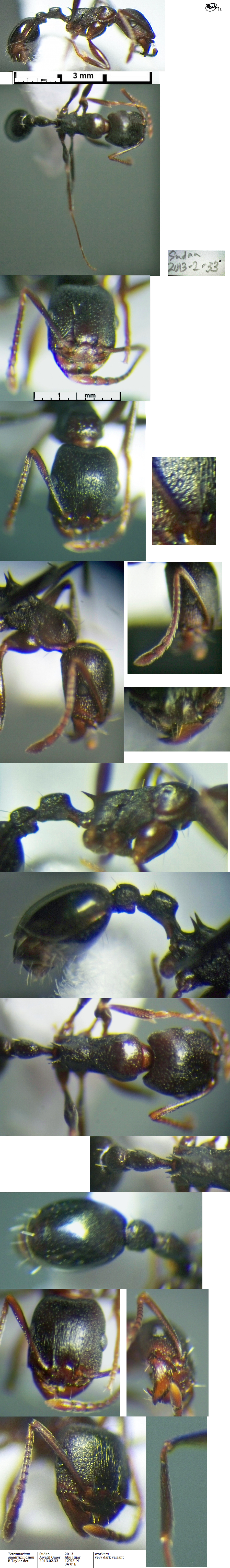 {Tetramorium quadrispinosum worker}