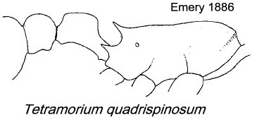 {Tetramorium quadrispinosum}