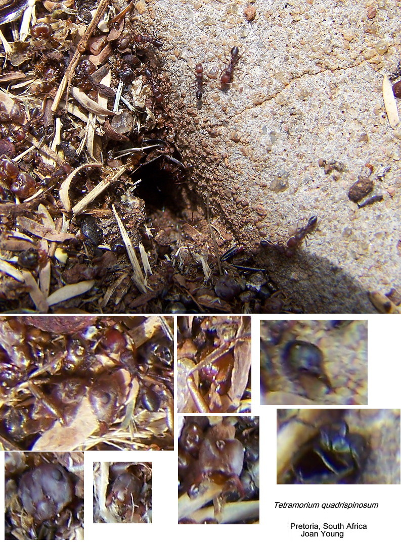 {Tetramorium quadrispinosum nest}