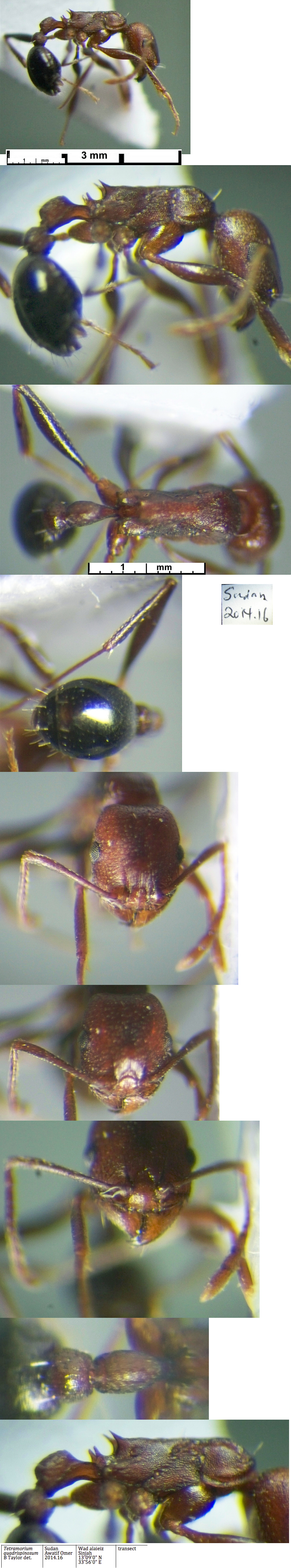 {Tetramorium quadrispinosum worker}