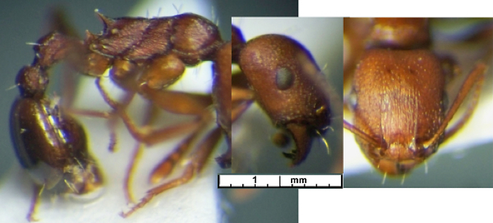 Tetramorium quadrispinosum