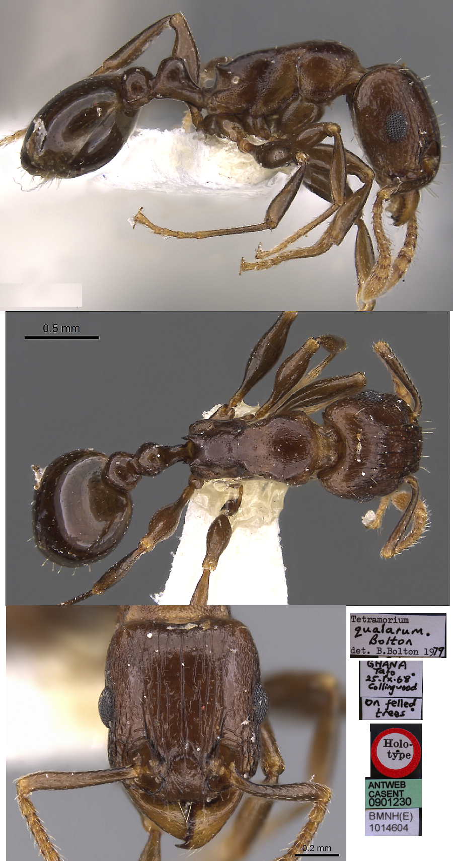 {Tetramorium qualarum}