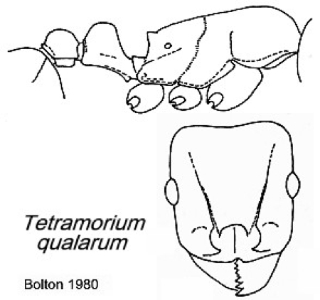 {Tetramorium qualarum}