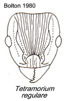 {Tetramorium regulare}