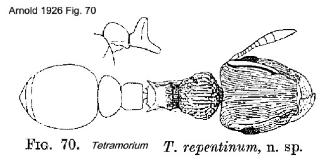 {Tetramorium repentinum}