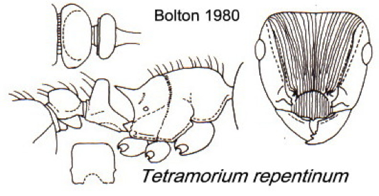 {Teramorium repentinum}