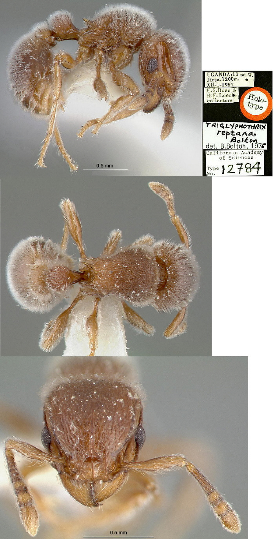 {Tetramorium reptana}