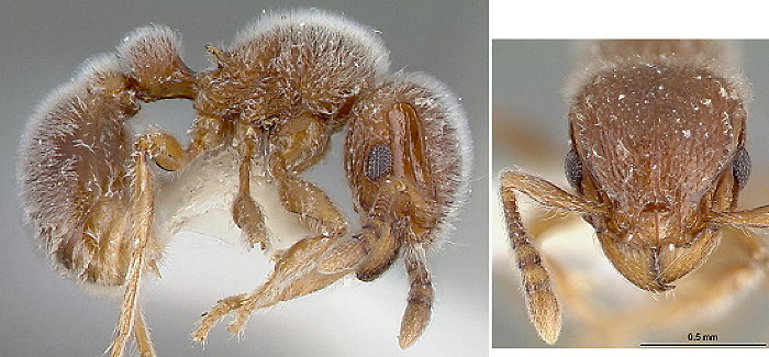 {Tetramorium reptana}