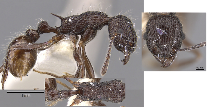 {Tetramorium