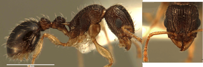 {Tetramorium robertsoni}