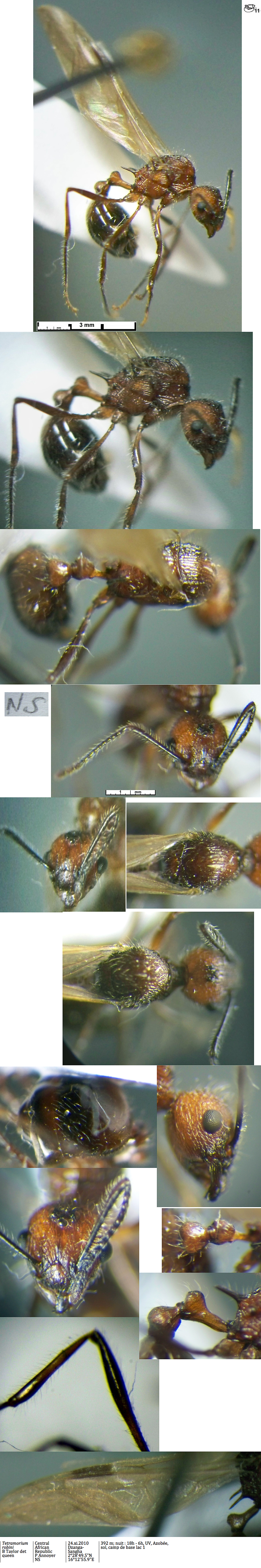 {Tetramorium nsp queen}