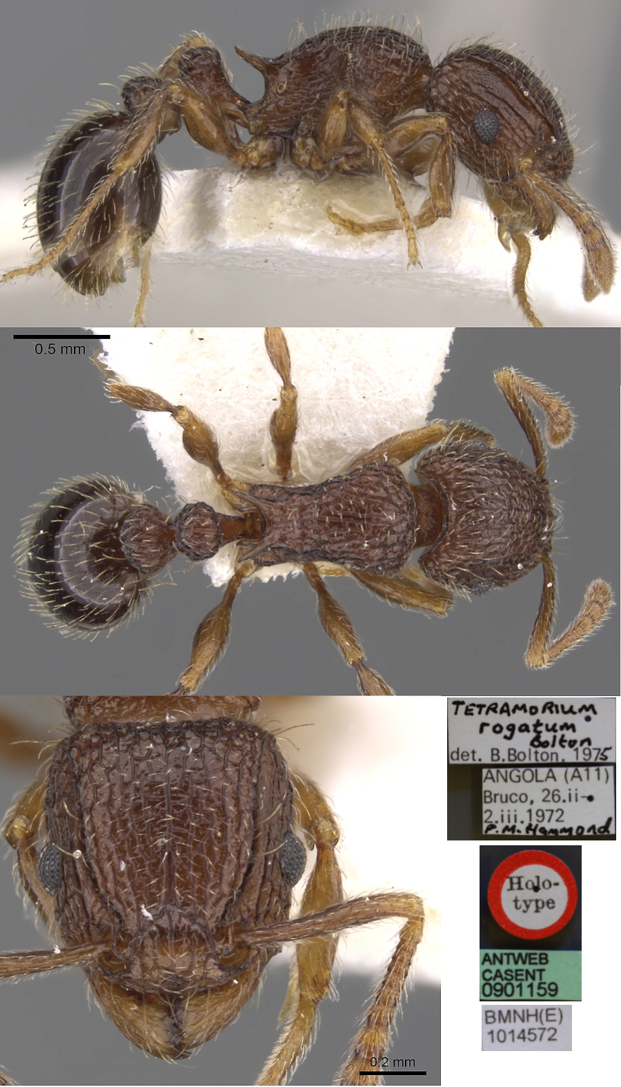 {Tetramorium rogatum}