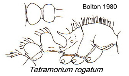 {Tetramorium rogatum}