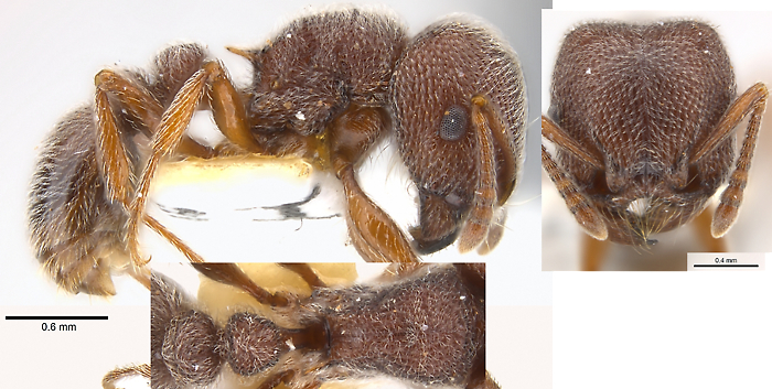 {Tetramorium rothschildi}