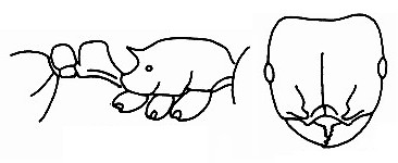 {Tetramorium rothschildi}