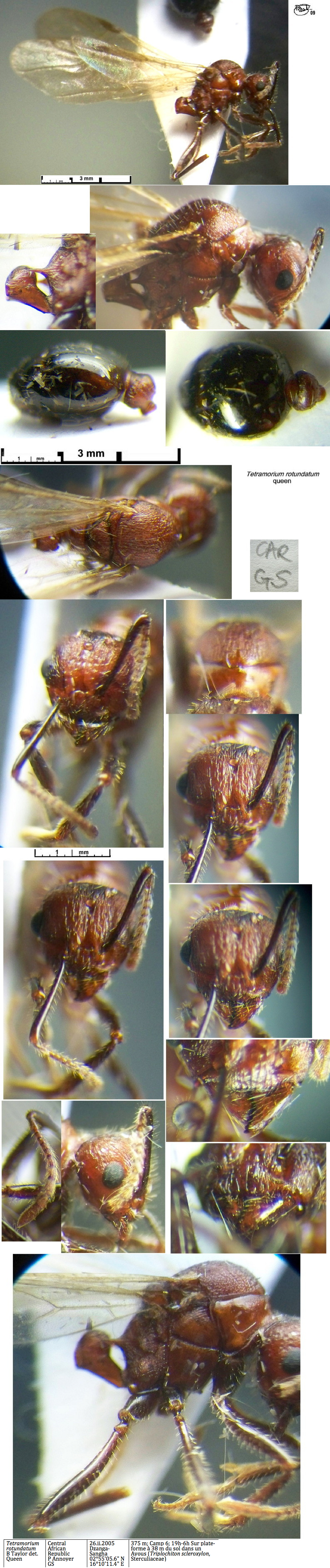 {Tetramorium rotundatum queen}