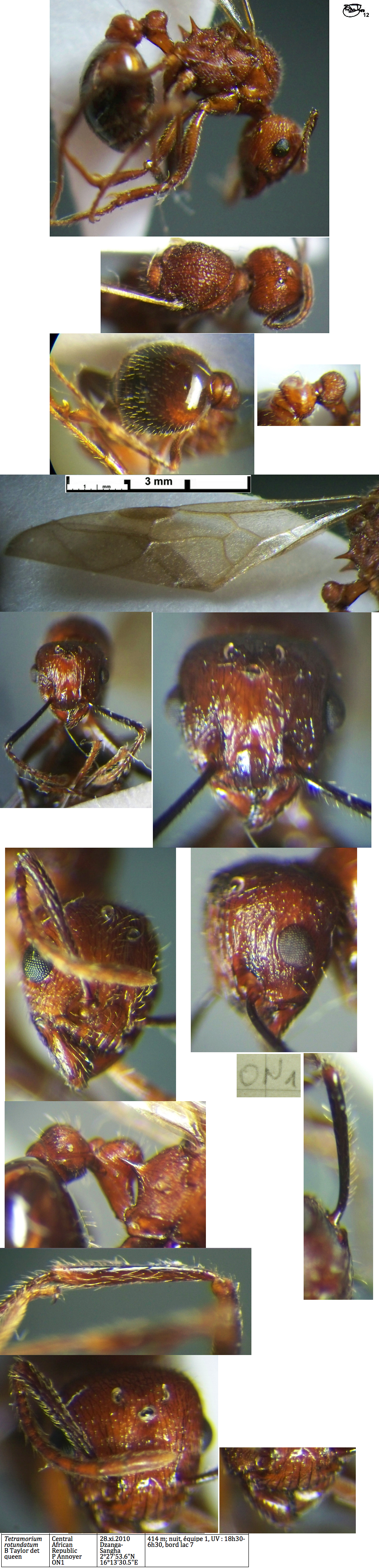 {Tetramorium rotundatum queen}