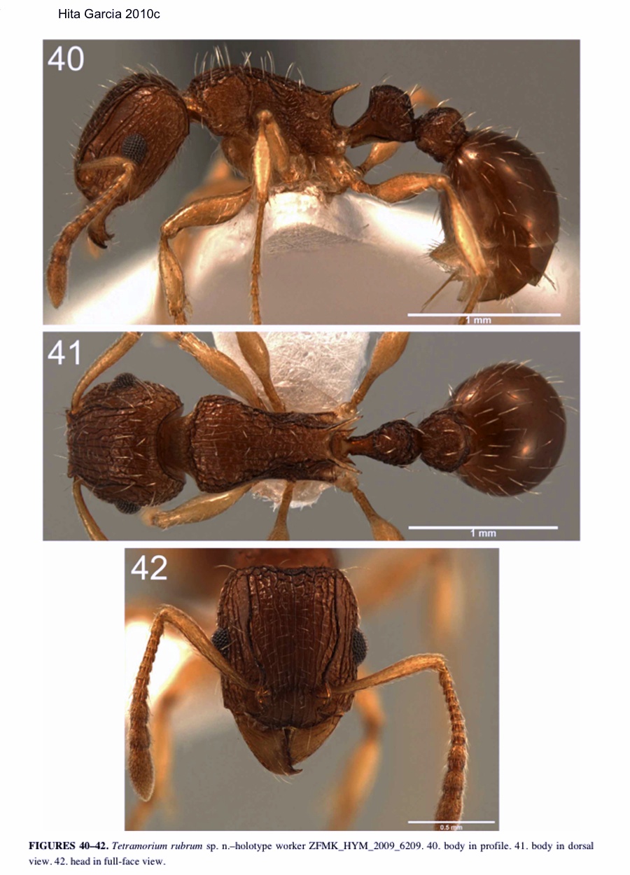 {Tetramorium rubrum}