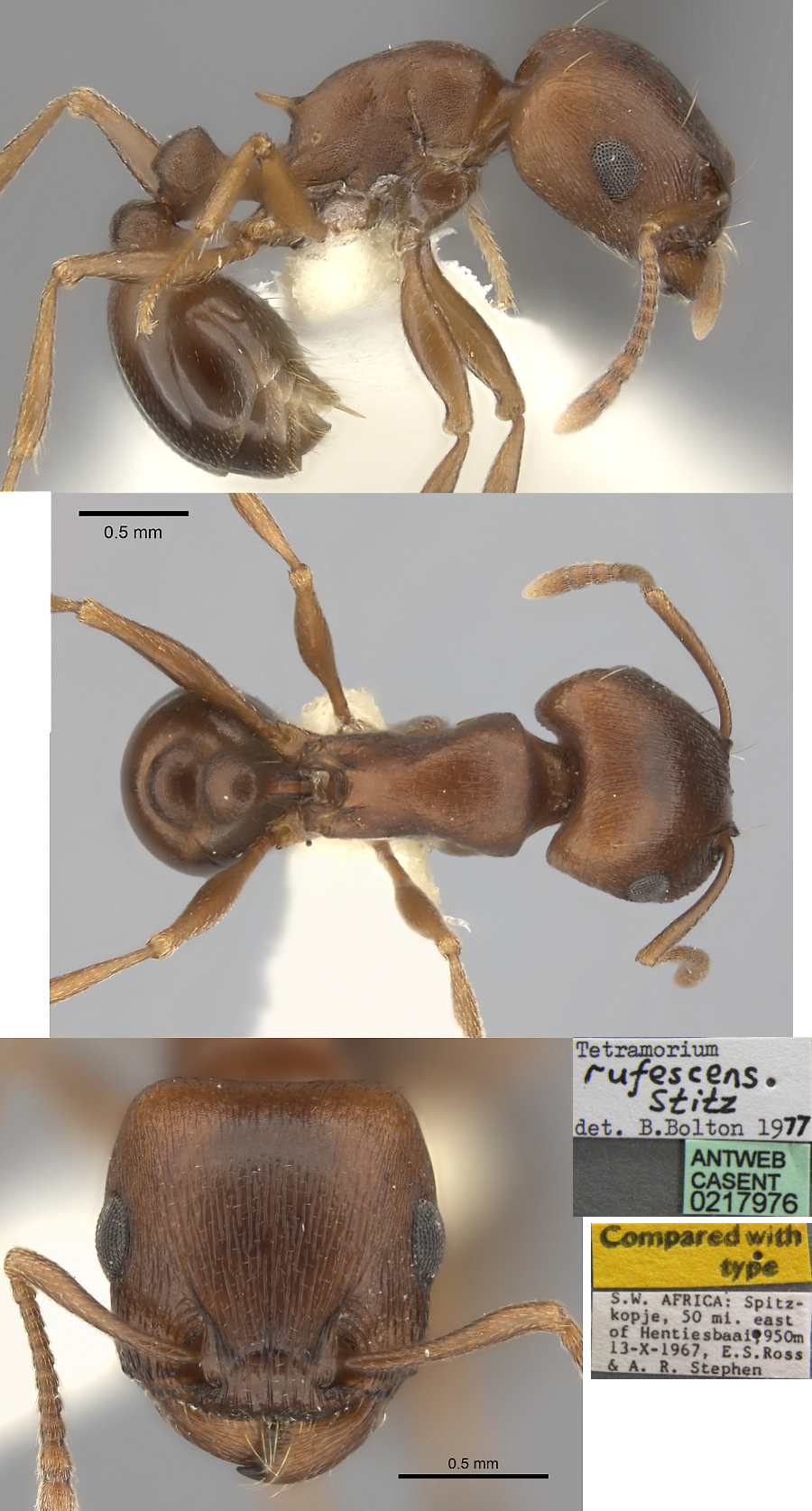 {Tetramorium rufescens}