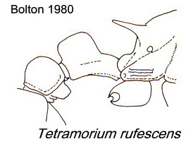 {Tetramorium rufescens}