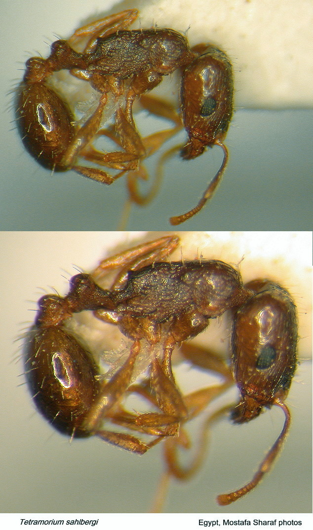 {Tetramorium sahlbergi}