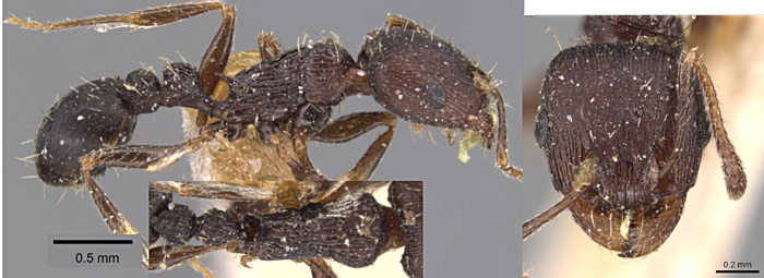 Tetramorium schneideri